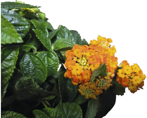 Oranžovožluté okrasné keřové květy se zelenými listy.