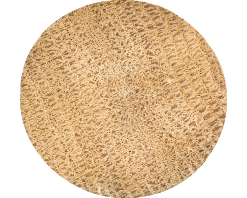 Příčný řez dřevem s viditelnou kresbou