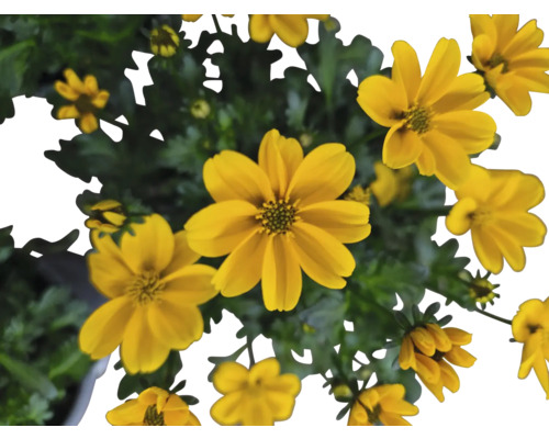 Detail žlutých aksamitníků