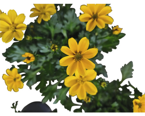 Žlutá květina afrikánu s zelenými listy