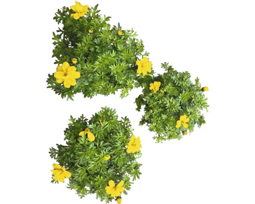 Tři rostliny Goldkörbchen se zelenými listy a žlutými květy.