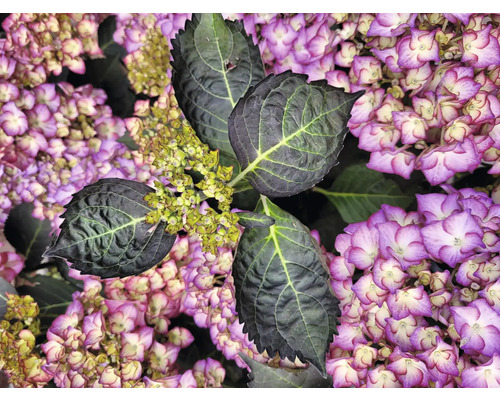 Detail hortenzie s listy