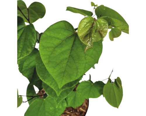 Zmarlika čínská Cercis chinensis 'Avondale' výška 40-60 cm květináč 5 l