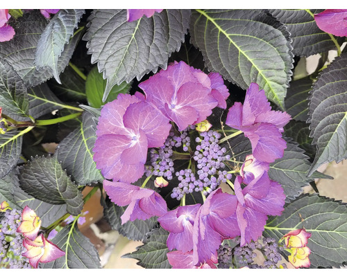 Detailní záběr rostliny hortenzie s fialovými květy a zelenými listy