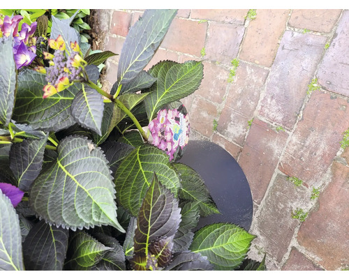 Detailní pohled na hortenzii s fialovými a žlutými květy v květináči