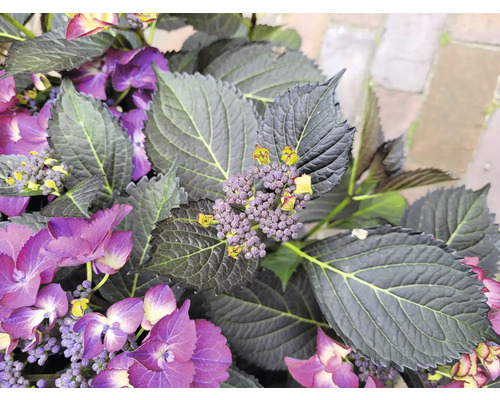 Detail fialových květů hortenzie a tmavého olistění