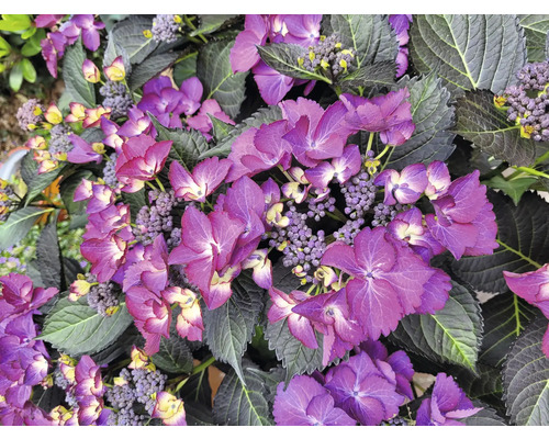 Detailní pohled na hortenzii s fialovými květy a tmavými listy.