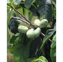 Větev s plody a listy muďoulu trojlaločného