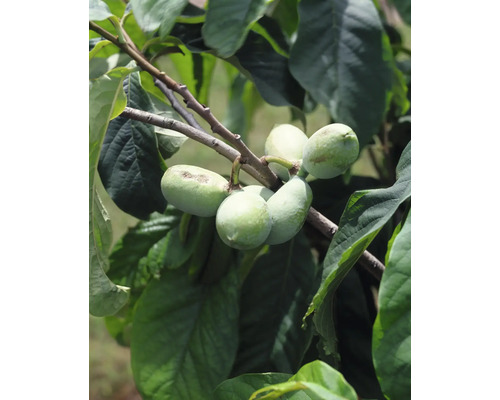 Větev s plody a listy muďoulu trojlaločného