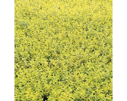 Detailní záběr živých plotů v zahradě.