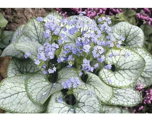 Květenství pomněnky kavkazské s atraktivním stříbrným olistěním