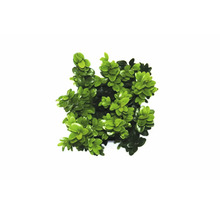 Buxus rostlina v květináči