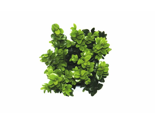 Buxus rostlina v květináči