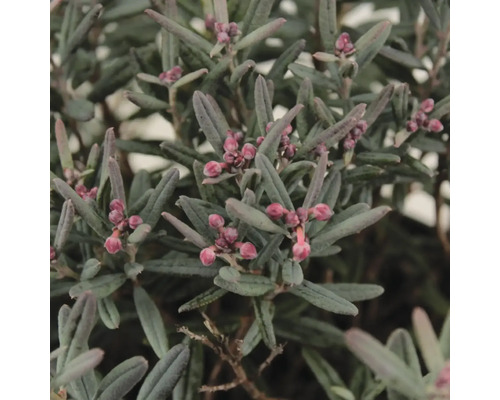 Detailní záběr rostliny rojovníku bahenního s listy a poupaty.