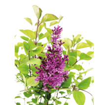 Kvetoucí rostlina šeříku se zelenými listy