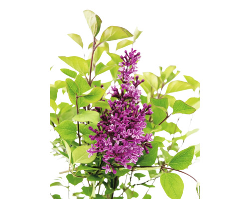 Kvetoucí rostlina šeříku se zelenými listy