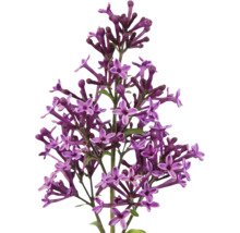 Detail fialových květů šeříku