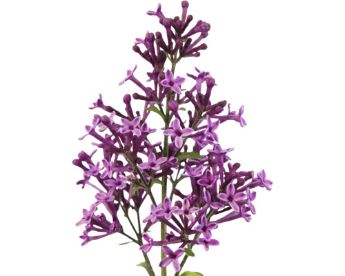 Detail fialových květů šeříku