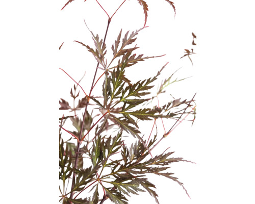 Javor s hnědými listy