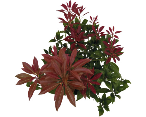 Pieris japonský FloraSelf Pieris japonica 'Mountain Fire' 25-30 cm květináč 2 l Stálezelený, víceletý Pieris s zelenými a červenými listy