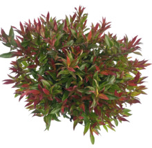 Photinia s červenými a zelenými listy