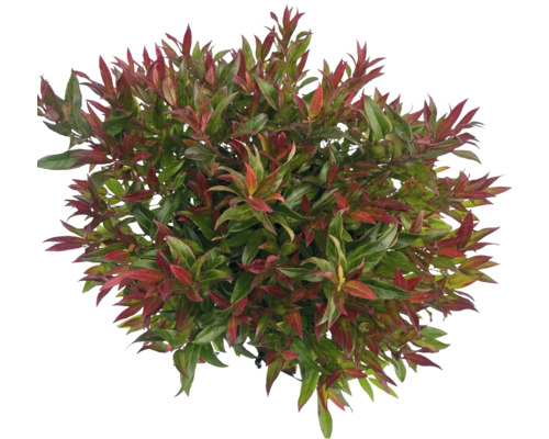 Photinia s červenými a zelenými listy