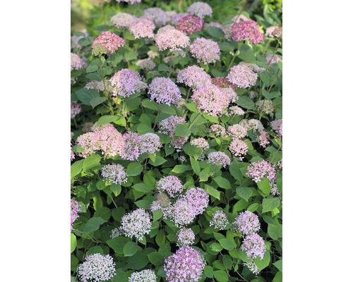 Hortenzie s růžovými květy a zelenými listy