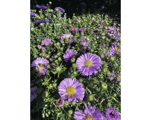 Detail fialových podzimních aster v zahradním záhonu