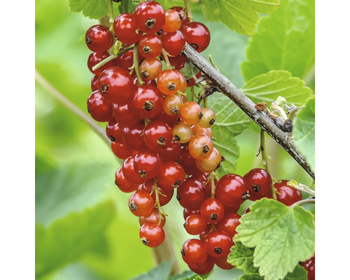 Detail červeného rybízu na keři