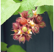 Ostružiny s listy na keři