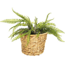 Umělý kapradina v proutěném košíku