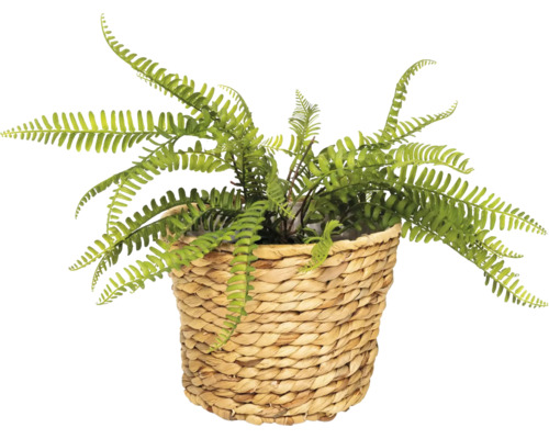 Umělý kapradina v proutěném košíku