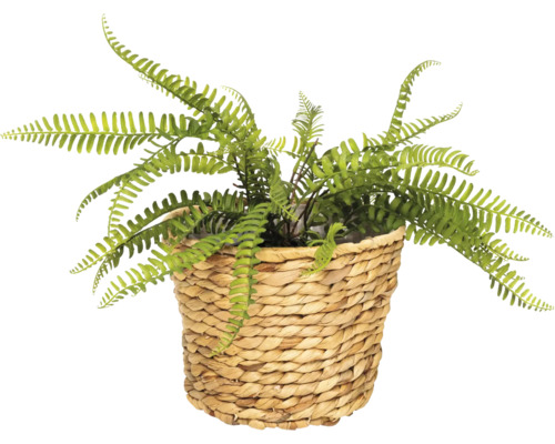 Umělý kapradina v proutěném košíku