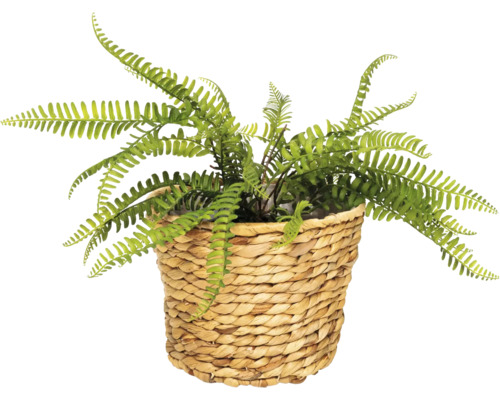 Umělý kapradina v proutěném košíku