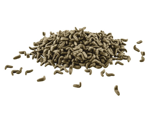 Hromada okrasné líska obecná 'Contorta'