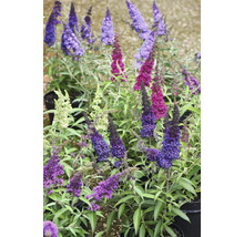 Buddleja Davidova Motýlí keř v různých barvách, v květináčích