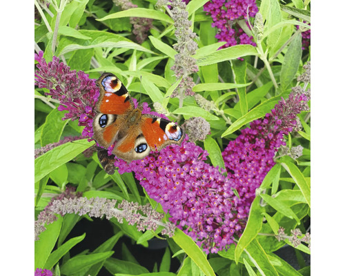 Motýl babočka paví oko na květech komule Davidovy