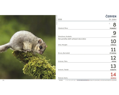 Kalendářní list červen 2026 s plchem velkým
