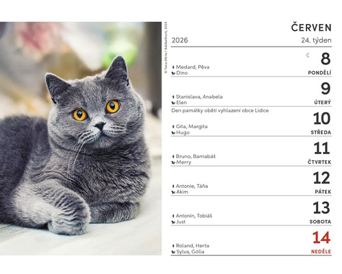 List kalendáře červen 2026 s šedou kočkou