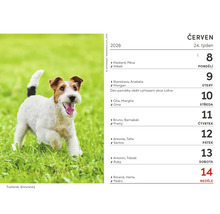 List kalendáře červen 2026 s foxteriérem