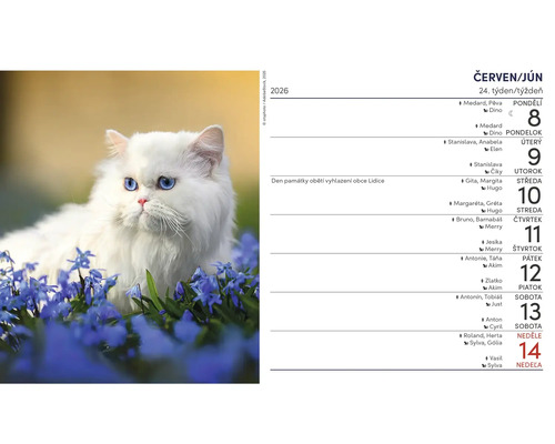 Nástěnný kalendář s bílou kočkou mezi modrými květinami a měsíčním přehledem na červen 2026