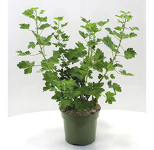 Angrešt v květináči se zelenými listy.