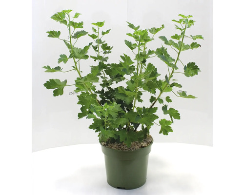 Angrešt v květináči se zelenými listy.