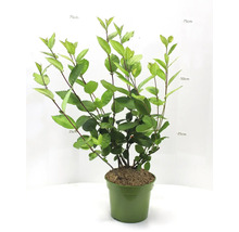 Rostlina Aronia v květináči