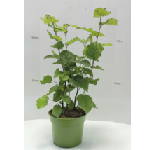 Líska v květináči