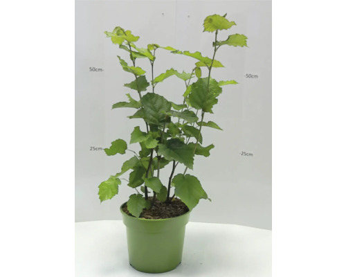 Líska v květináči