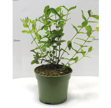 Zimolez rostlina v květináči