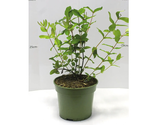 Zimolez rostlina v květináči