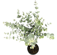 Eukalyptový strom v květináči shora