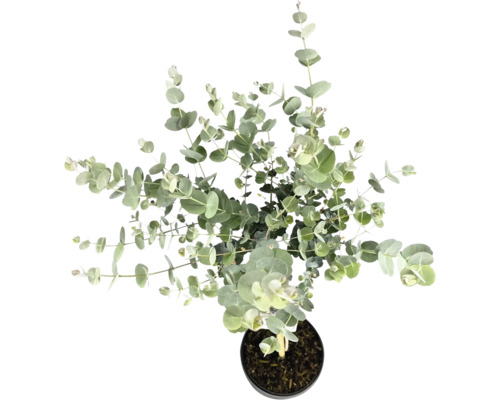 Eukalyptový strom v květináči shora